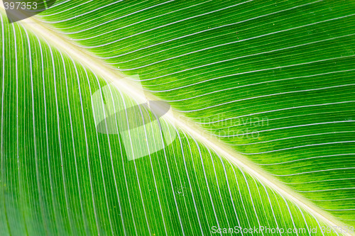 Image of Leaf Detail