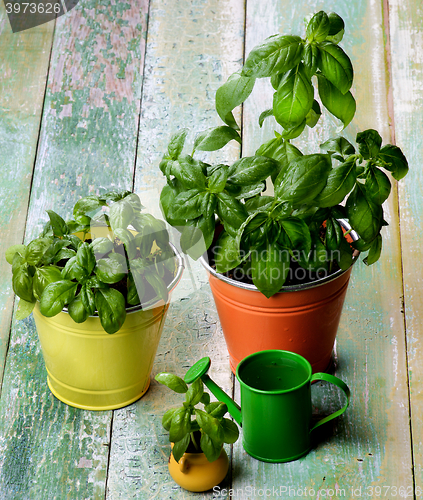 Image of Fresh Green Basil