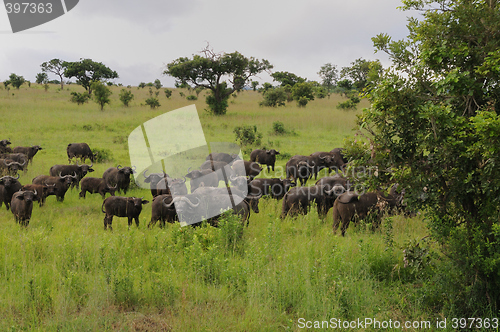 Image of Herd og buffaloes