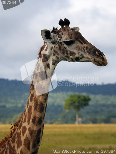Image of Giraffe head