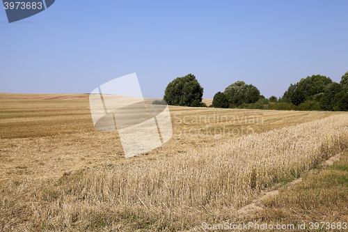 Image of band with wheat  