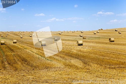 Image of  during harvest. summer