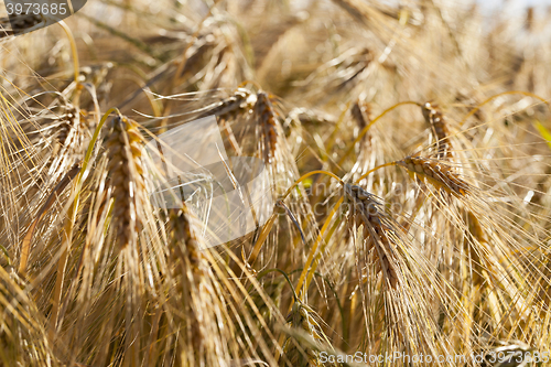 Image of farm field cereals  