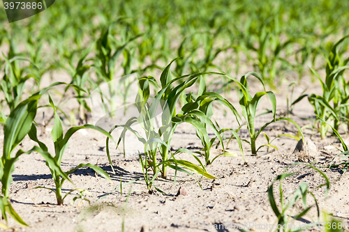 Image of close up of corn 
