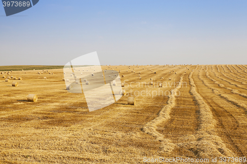 Image of field of wheat 