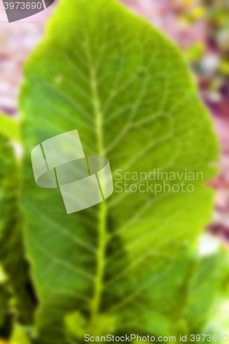 Image of green leaves of horseradish  