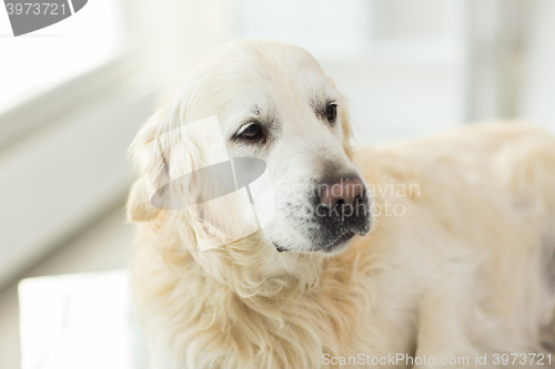 Image of close up of golden retriever dog at vet clinic