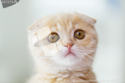 Image of close up of scottish fold kitten