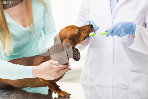 Image of close up of veterinarian brushing dog teeth