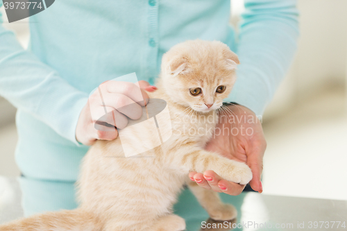 Image of close up of scottish fold kitten and woman