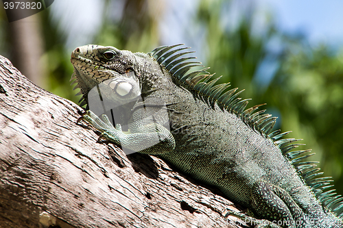 Image of Green Iguana lizard.