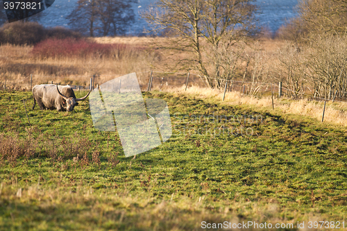 Image of danish cow 