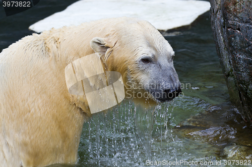 Image of White bear