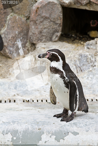 Image of Penguins ,Sphenisciformes