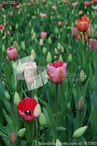 Image of tulipa