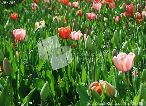 Image of tulipa