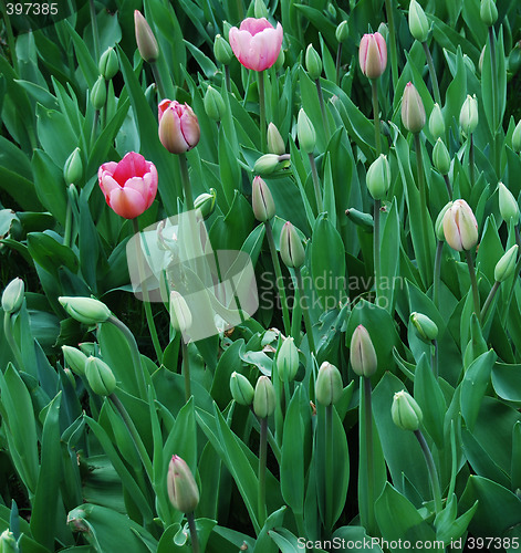 Image of tulipa