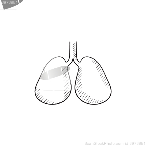 Image of Lungs sketch icon.