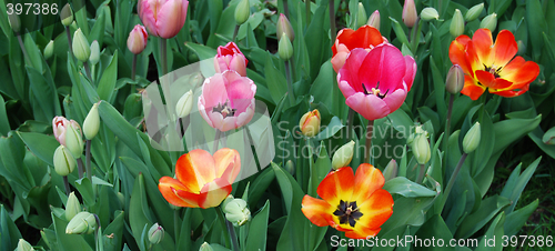 Image of tulipa