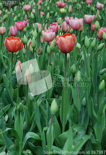 Image of tulipa with copyspace