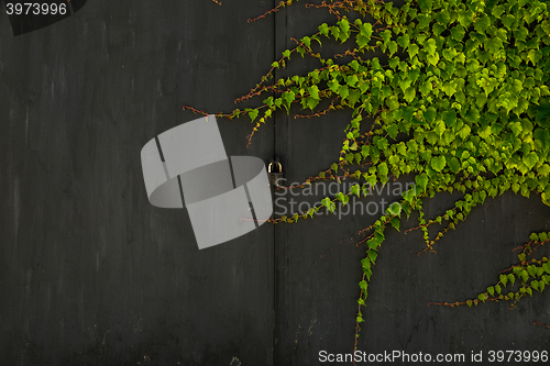 Image of Vines covered metal gates with lock