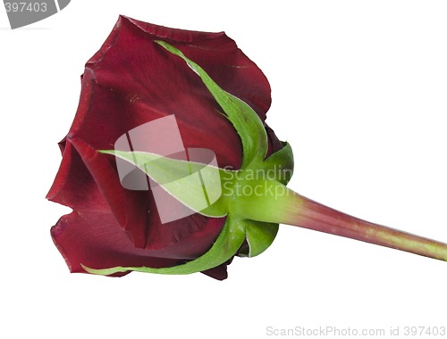 Image of red rose