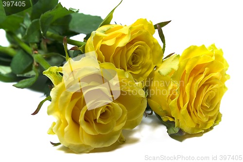 Image of three yellow roses