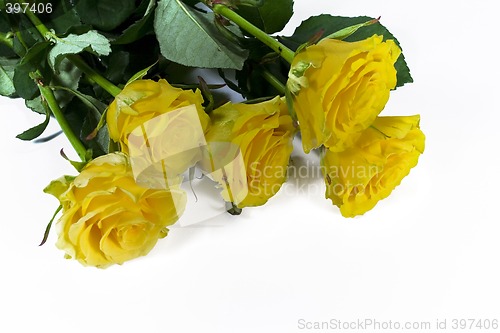 Image of yellow roses