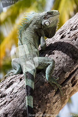 Image of Green Iguana lizard.