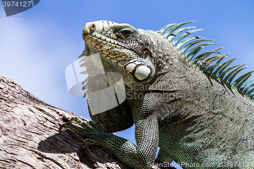 Image of Green Iguana lizard.