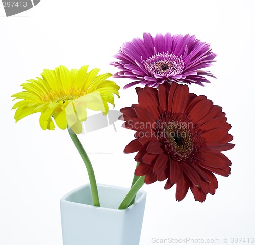 Image of gerber flowers
