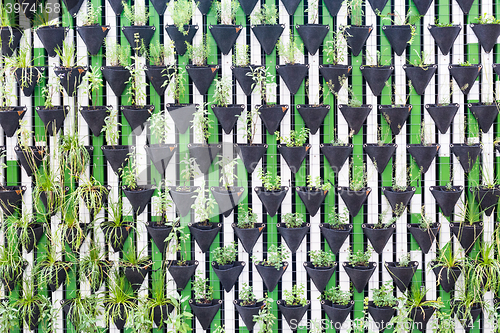Image of Vertical garden as a green wall.