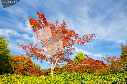 Image of Colorful autunm tree.