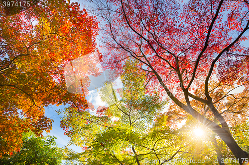 Image of Colorful autunm treetops.