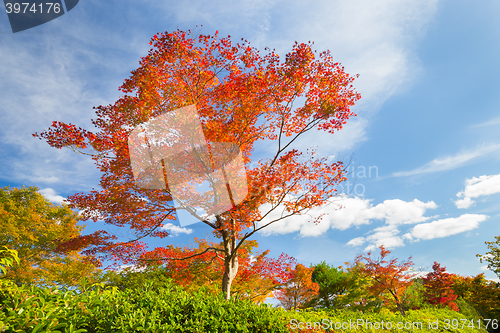 Image of Colorful autunm tree.