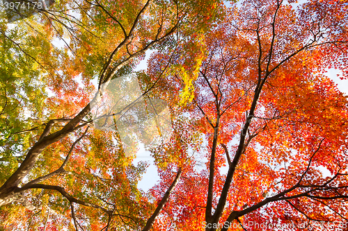 Image of Colorful autunm treetops.