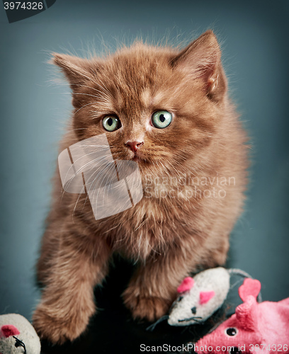 Image of brown british short hair kitten