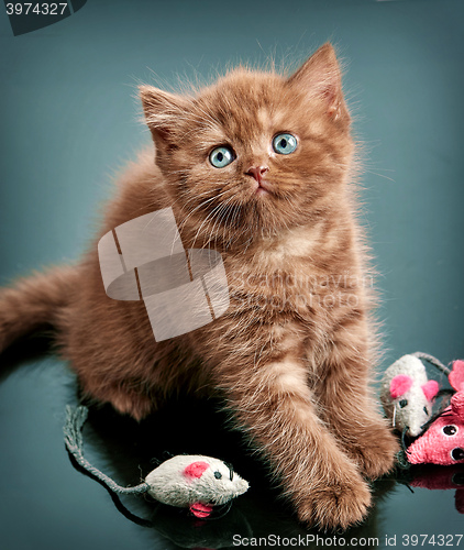 Image of brown british short hair kitten