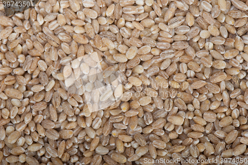 Image of organic barley grains