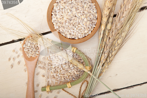 Image of organic wheat grains 