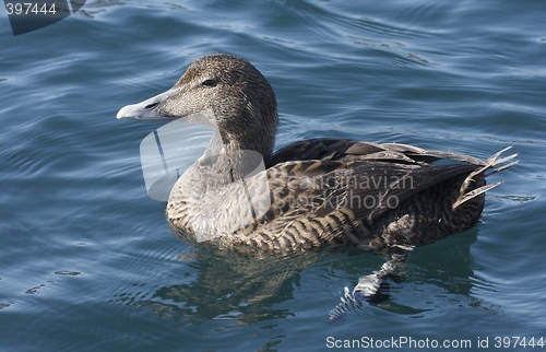 Image of Eider