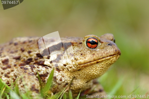 Image of macro shot of common toad