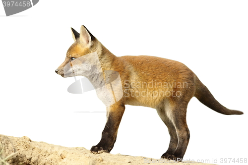 Image of isolated fox cub