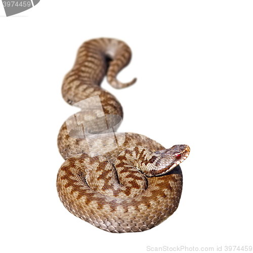 Image of isolated european common adder