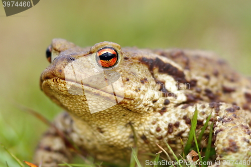 Image of portrait of brown common toad