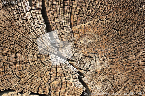 Image of cross section on wood