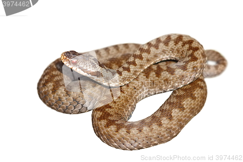 Image of isolated european venomous snake
