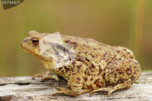 Image of profile view of brown common toad