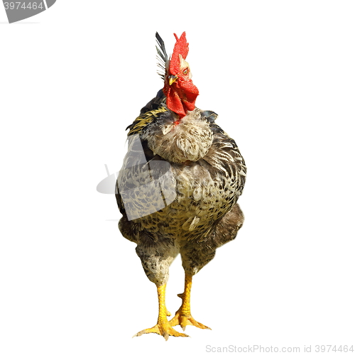 Image of isolated big rooster