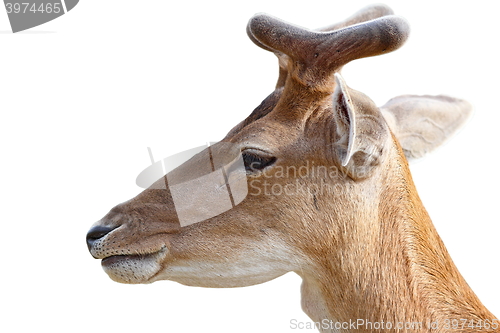 Image of portrait of young deer buck over white